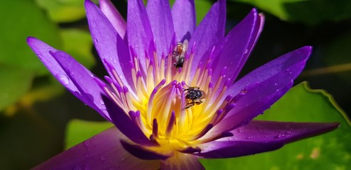 Lotus & 2Bee