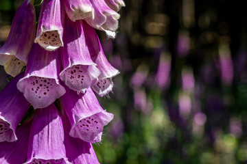 flowering foxglove in the taunus forest, germany