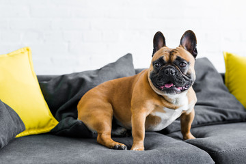 adorable french bulldog sitting on sofa in living room