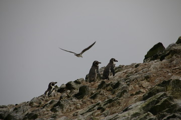 Pinguine in Islas Ballestas, Paracas, Peru