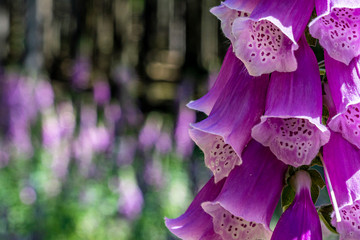flowering foxglove in the taunus forest, germany © Alexander