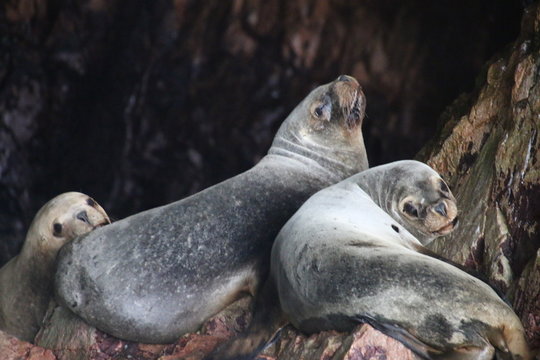 Robben in Islas Ballestas, Paracas, Peru