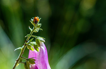 flowering foxglove in the taunus forest, germany