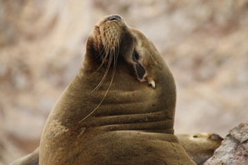 Robbe in Islas Ballestas, Paracas, Peru