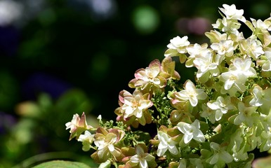 ひとつひとつの花がかわいい紫陽花