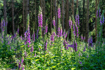 flowering foxglove in the taunus forest, germany © Alexander