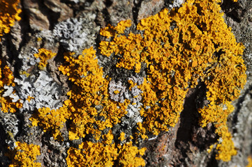 Lichen on tree