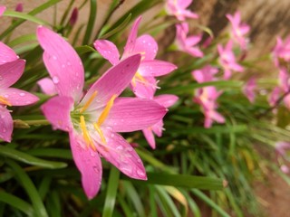 flower in the garden
