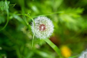 たんぽぽの綿毛