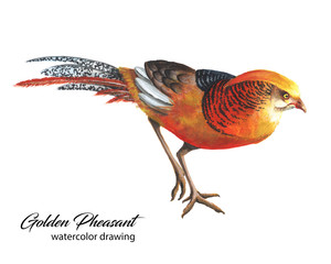 Bright red and orange chinese pheasant watercolor drawing - 275464846