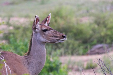 un kudu dans la savane en Afrique du Sud