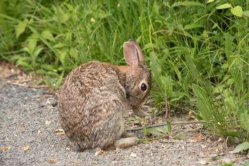 Eastern Cottontail Rabbit