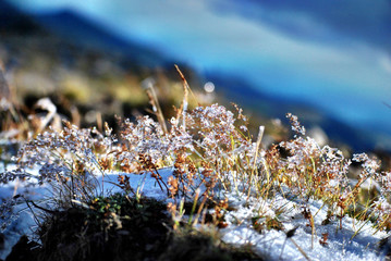 wild flowers in the water