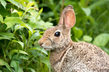 Eastern Cottontail Rabbit