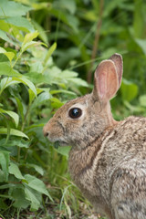Naklejka na ściany i meble Eastern Cottontail Rabbit