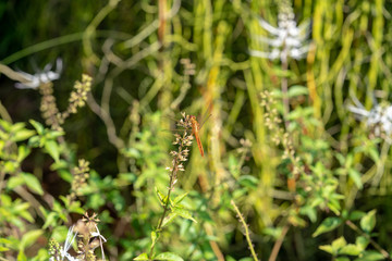 Red dragonfly perched on a flower