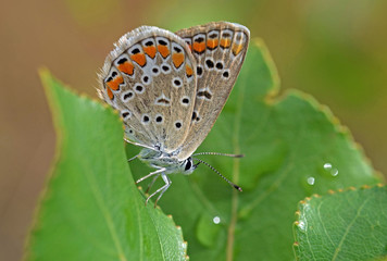 butterfly on green leaf