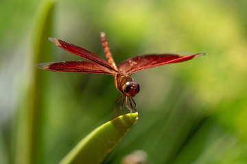 Red Dragonfly close up