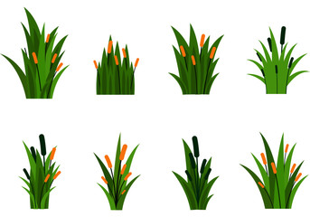 Fragment of green grass.