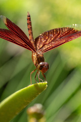Red Dragonfly close up