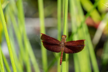 Red Dragonfly close up