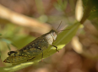 grasshopper on a leaf
