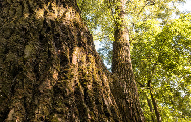 Old oak mossy bark close up nature tree details forest summer mood wooden texture background