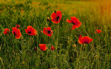 a  field of red poppies