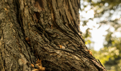 Old bark close up nature tree details sun light summer mood wooden texture background