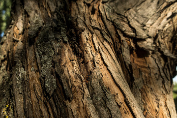 Old   bark close up nature tree details sun light summer mood wodden texture background