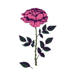 Rose pink flower, stem with thorns, leaves and blosom, hand drawn doodle, sketch, vector illustration, design element