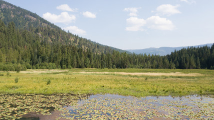 green field of grass by the lake. water weed and reflection, aerial(drone) footage. s02