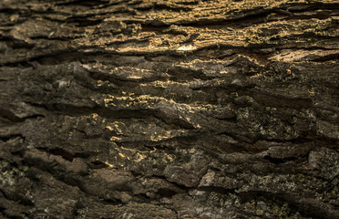 Old oak  bark close up nature tree details sndet light wooden texture background