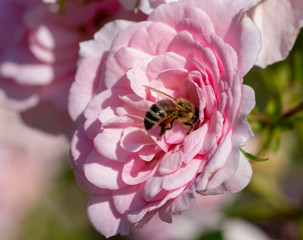Bee collecting pollen from a rose flower