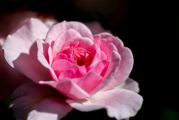 Fototapeta premium Large rose flower in bloom under a beautiful light