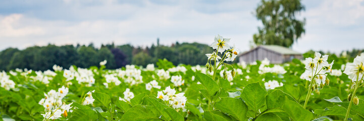 Banner with white blooming potato field with a wooden shed in the background in the Netherlands