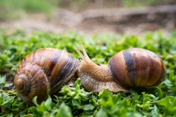 Helix pomatia also Roman snail, Burgundy snail, edible snail or escargot