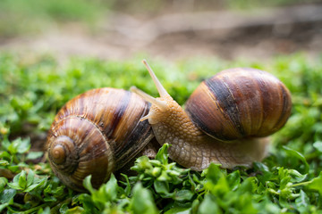 Helix pomatia also Roman snail, Burgundy snail, edible snail or escargot
