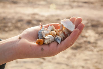 Child's hand holding seashells