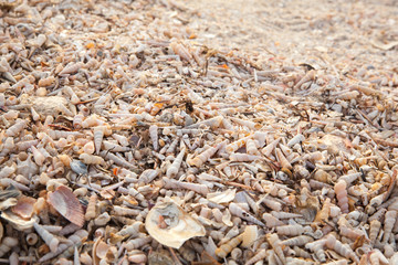 Beach of seashells