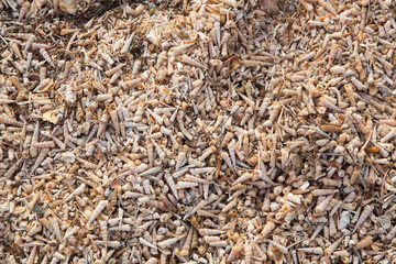 Beach of seashells
