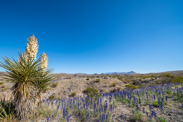 Yucca plant and blue bonnets on the desert floor