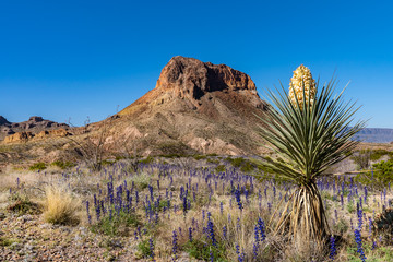 Cerro Castellan in the background of a desert yucca plant