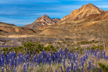 Blue bonnets along the roadside with mountains in the background
