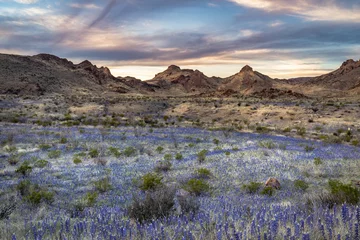Field of blue bonnets in Big Bend National Park