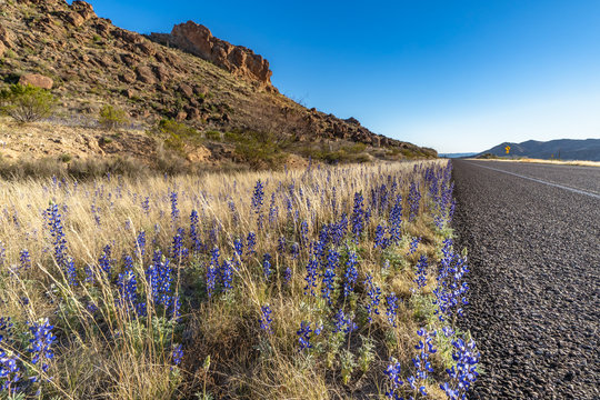 Blue bonnets along the highway