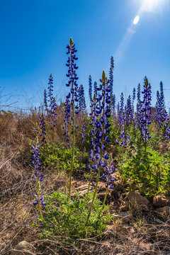 Backlight blue bonnet flowers in miday sun