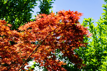 Close-up of branches with young red leaves of Japanese maple Acer Palmatum on blurred background of greenery and dark blue sky. Selective focus. Concept of nature of  North Caucasus for design.