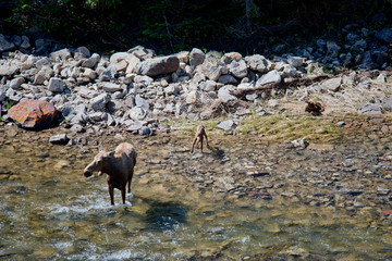 Mother Moose and Twin Baby Calves