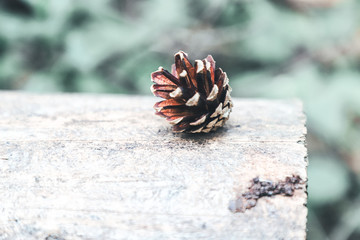 the cone is lying on a tree